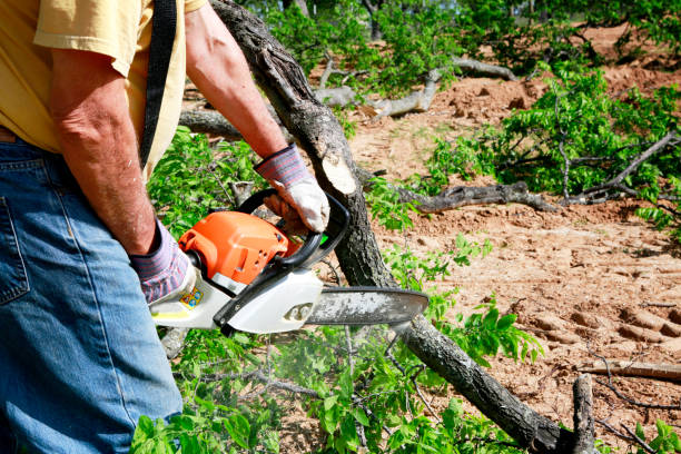 Best Tree Pruning Services  in Prescott, AZ